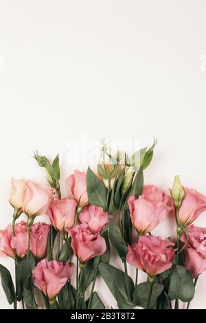 beauty pink eustoma flower isolated on white background Stock Photo