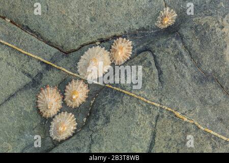 Limpets on a rock, Welcombe Bay, Devon, England, UK Stock Photo