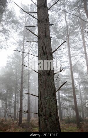 View looking up at scots pine tree trunk in misty woodland, Newtown Common, near Newbury, Berkshire, England, UK Stock Photo
