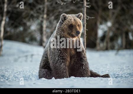 Wild adult Brown bear sitting in the snow in winter forest. Scientific name: Ursus arctos. Natural habitat. Winter season Stock Photo