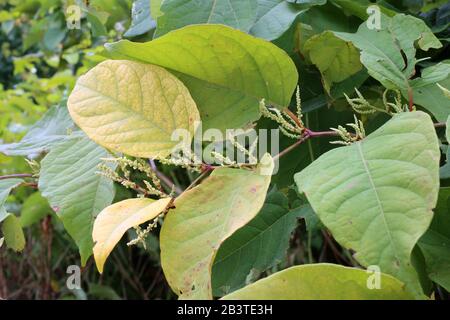 Fallopia bohemica (Reynoutria japonica) - Wild plant shot in summer. Stock Photo