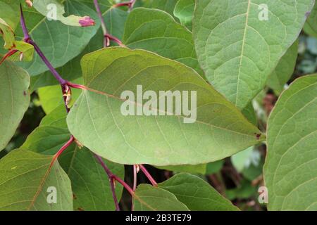 Fallopia bohemica (Reynoutria japonica) - Wild plant shot in summer. Stock Photo