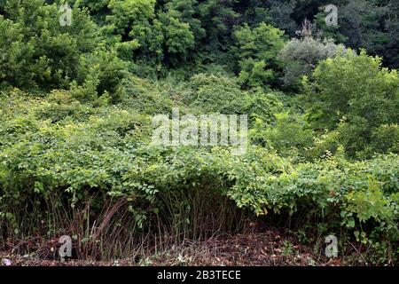 Fallopia bohemica (Reynoutria japonica) - Wild plant shot in summer. Stock Photo