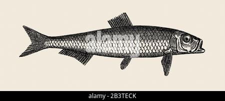 European anchovy (Engraulis encrasicolus), specimen in an old illustration for schoolbook. 19th century. Stock Photo