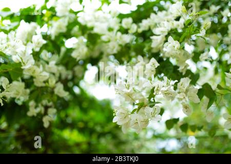 blooming white bougainvillea flowers in a green garden. Stock Photo