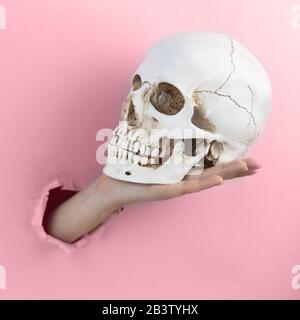 The female hand holds a skull on a palm in through a hole on pink. Minimalistic creative concept. Halloween concept. Stock Photo