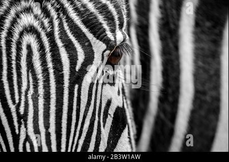 Grévy's zebra / imperial zebra (Equus grevyi) native to Kenya and Ethiopia, close up of balck and white striped head and eye Stock Photo