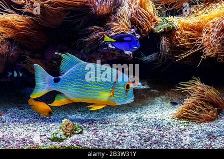 Colorful tropical exotic fish among reefs close to the bottom. Stock Photo