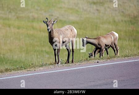 SD00305-00...SOUTH DAKOTA - Big Horn Sheep crossing the Badlands Loop Road in Badlands National Park. Stock Photo