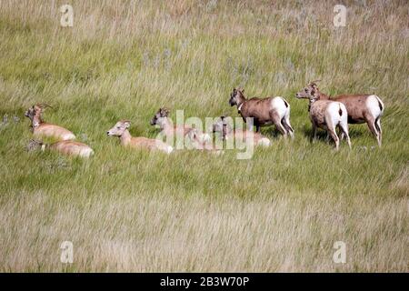 SD00306-00...SOUTH DAKOTA - Big Horn sheep resting in the midday sun after crossing the Badlands Loop Road in Badlands National Park. Stock Photo