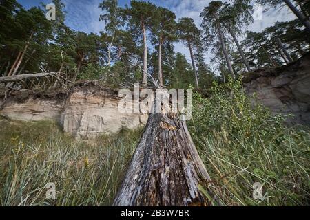 Storm damage. Toppled trees in the forest after a storm. Stock Photo
