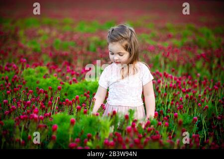 Beautiful smiling child girl in pink dress on field of red clover in sunset time Stock Photo