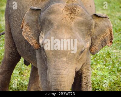 Close-Up of a juvenile Sri Lankan elephant (Elephas maximus maximus) wandering through Udawalawe Nationalpark Stock Photo