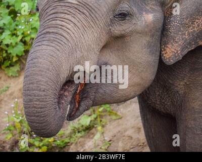 A juvenile Sri Lankan elephant (Elephas maximus maximus) drinking water from a river in Udawalawe Nationalpark Stock Photo