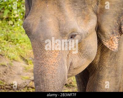 Headshot of a juvenile Sri Lankan elephant (Elephas maximus maximus) wandering through Udawalawe Nationalpark Stock Photo