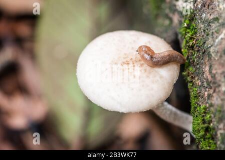 Wild mushroom in forest with slug on top Cleaver Woods Park Trinidad & Tobago tropical willife Stock Photo