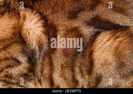 The skin of the domestic cat is brown with stains and stripes n the whole frame as a textural background. Stock Photo