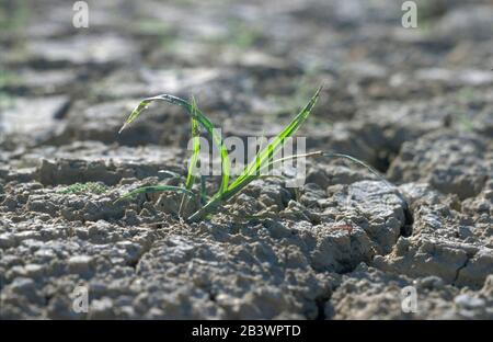 Comstock Texas USA: Weed growing out of mud on the dried-up riverbank along the Pecos River at U.S. 90 crossing, near confluence with Rio Grande. ©Bob Daemmrich Stock Photo