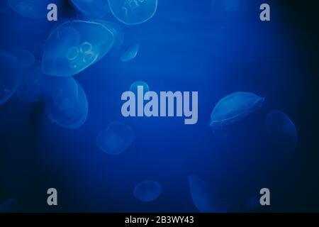 Many common jellyfish (Aurelia aurita) in deep dark water