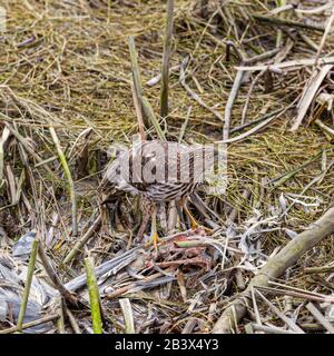 A Cooper's Hawk eating the wing of a Seagull in a tidal marsh of the Fraser River near Vancouver Stock Photo