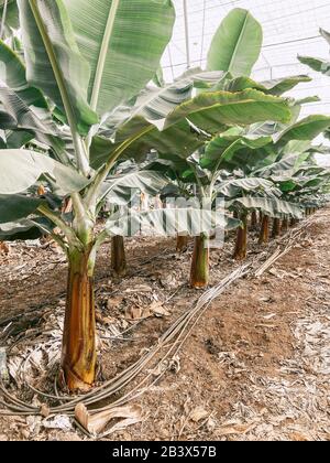 Rows with a young banana trees growing on the plantation. Image made on mobile phone Stock Photo
