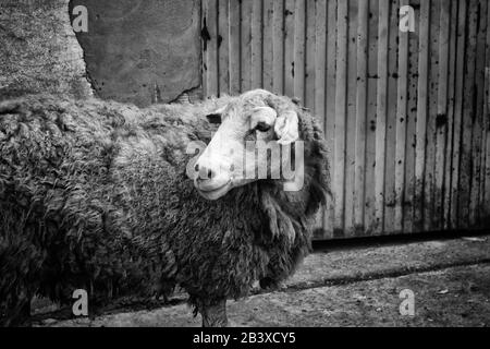 Sheep locked in farm, meat animal industry Stock Photo