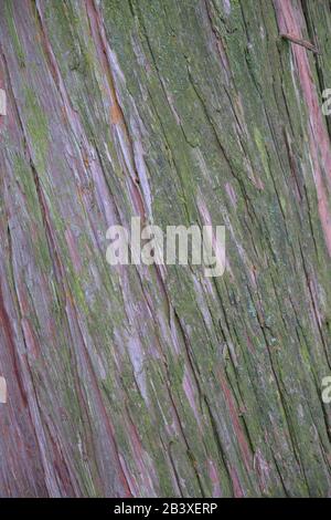 Bark of Alaska-cedar Stock Photo