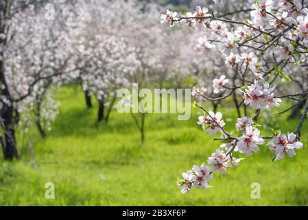 Branch of blossoming almond tree over green grass and almond garden with selective focus and copy space Stock Photo