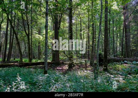 Frash alder tree mixed forest in summertime morning with sunlight entering, Bialowieza Forest, Poland, Europe Stock Photo