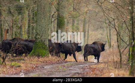 Free ranging european bison run away crossing dirt road in wintertime forest, Bialowieza Forest, Poland, Europe Stock Photo