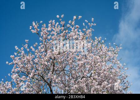 Top of the almond tree with white blossoms against blue sky Stock Photo