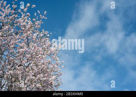 Blossoming almond tree over blue sky with clouds, copy space Stock Photo