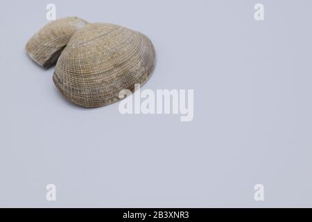 Close Up Of Beautifully Textured Seashell Against White Background Stock Photo