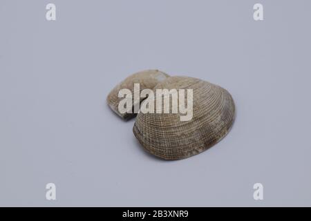 Close Up Of Beautifully Textured Seashell Against White Background Stock Photo