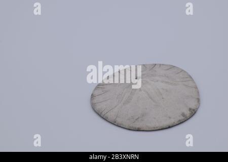 Close Up Of Beautifully Textured Seashell Against White Background Stock Photo