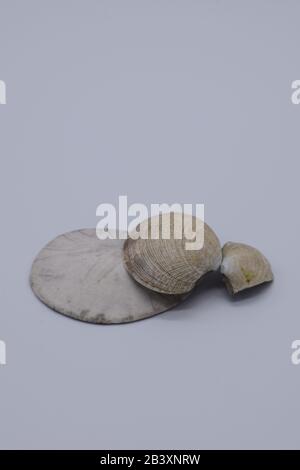 Close Up Of Beautifully Textured Seashell Against White Background Stock Photo