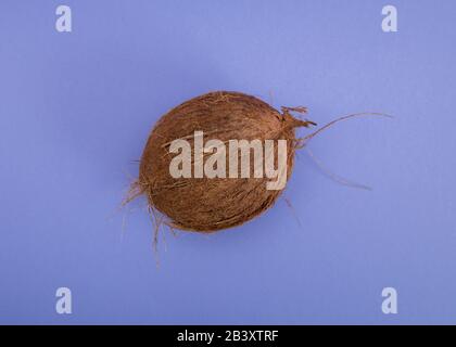 Whole raw natural coconut on purple background. Stock Photo