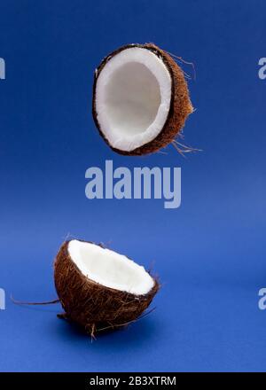 Flying in air fresh ripe coconut on the blue background. Stock Photo