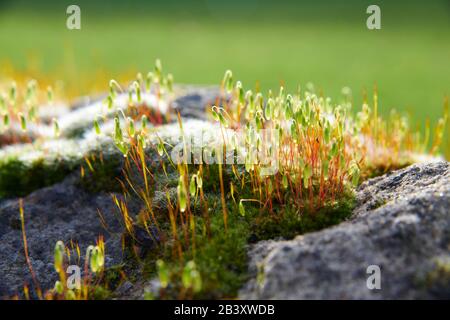 Pincushion moss (Leucobryum glaucum) growing and flowering on an old stone wall, North Yorkshire  England, UK, GB. Stock Photo