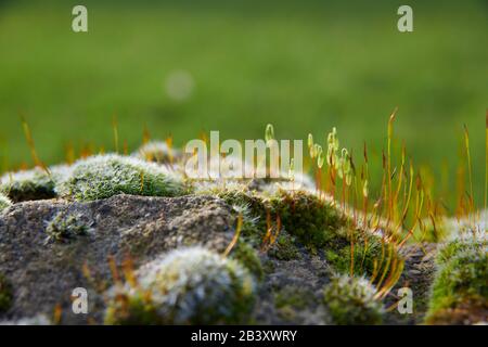 Pincushion moss (Leucobryum glaucum) growing and flowering on an old stone wall, North Yorkshire  England, UK, GB. Stock Photo