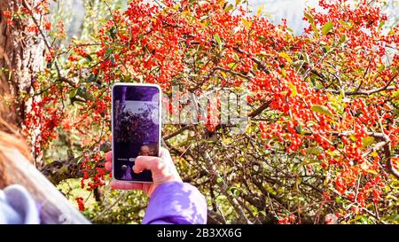 The girl takes a photo on a smartphone in the park, photographs large bushes with berries. Selfie on the phone. Copy space. Stock Photo