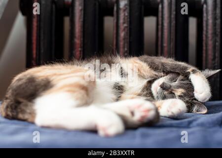 Small, cute cat sleeps in a funny pose on a sofa, near a warm radiator. Stock Photo