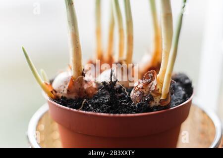 Flower bulbs in pots ready for planting in the flowerbed Stock Photo