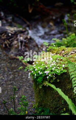 Common Wood Sorrel,Oxalis acetosella,white flowers,green foliage, leaves,wildflower,growing on moss covered tree stump,RM floral Stock Photo