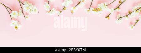 Stylish background with colorful easter eggs isolated on pink pastel background with blooming cherry branches. Horizontal long banner for web design Stock Photo