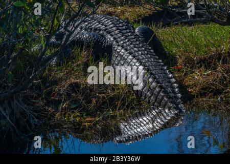 A large American alligator (Alligator mississippiensis) laying on the shore with tail in water. Stock Photo