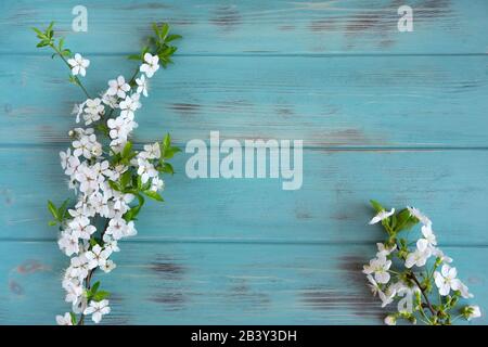 Twigs of a blossoming cherry tree on a blue wooden background. View from above. Spring background for the banner. Stock Photo