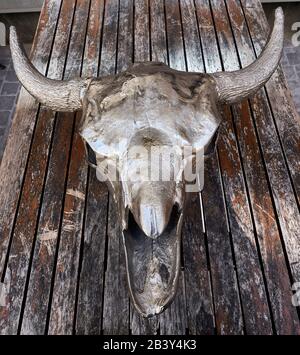 Metal skull of a buffalo positioned on a wooden rustic bench. Stock Photo