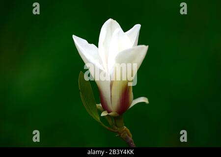magnolia denudata sunrise,goblet shaped flowers,cream white flowers red flare,flowering,spring,tree,trees,compact chinese magnolia,small magnolias,RM Stock Photo