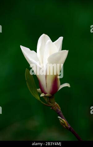 magnolia denudata sunrise,goblet shaped flowers,cream white flowers red flare,flowering,spring,tree,trees,compact chinese magnolia,small magnolias,RM Stock Photo